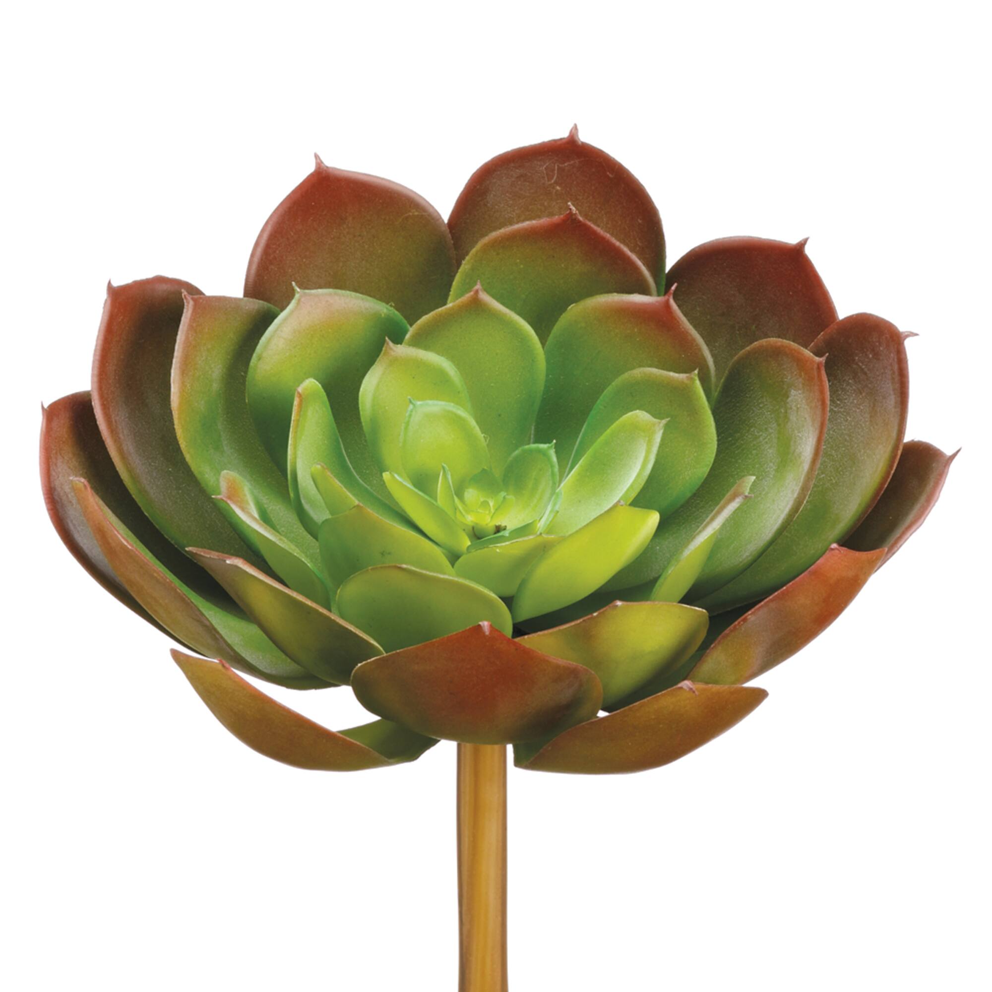 Soft Touch Green & Light Red Echeveria Pick